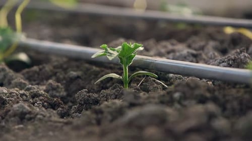 Gemüseanbau in Gewächshäusern und Tropfbewässerung