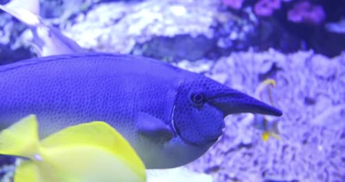 Close Up of Bluespine Unicornfish Beautiful Exotic Fish Swimming Near Corals