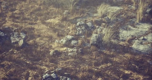 Rocky Terrain Featuring Dry Vegetation in a Natural Landscape During Daylight
