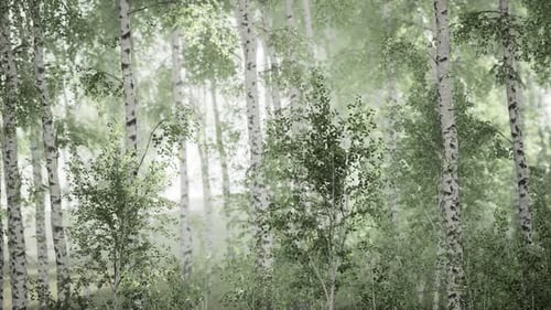 Spring in the Birch Grove Forest