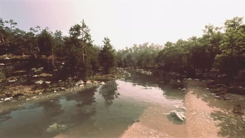 A River Running Through a Forest Filled with Lots of Trees