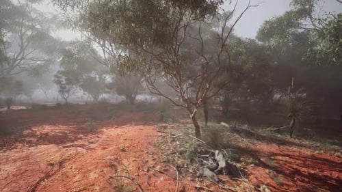 Foggy Day in Australian Bush Serene Dirt Road Carved Through Lush Trees