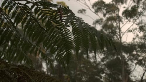 shot through beautiful ferns leaves overlooking forest slow motion