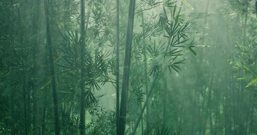 Sunlight Filters Through Dense Bamboo Grove During Misty Morning Hours