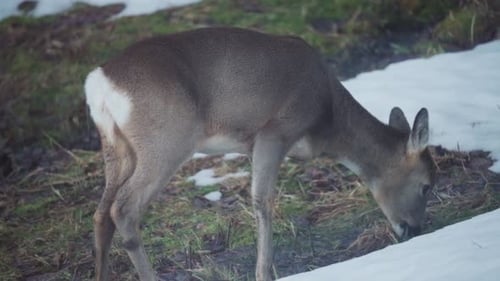 Young Reindeer Grazing On Snow Grass. Close Up Shot