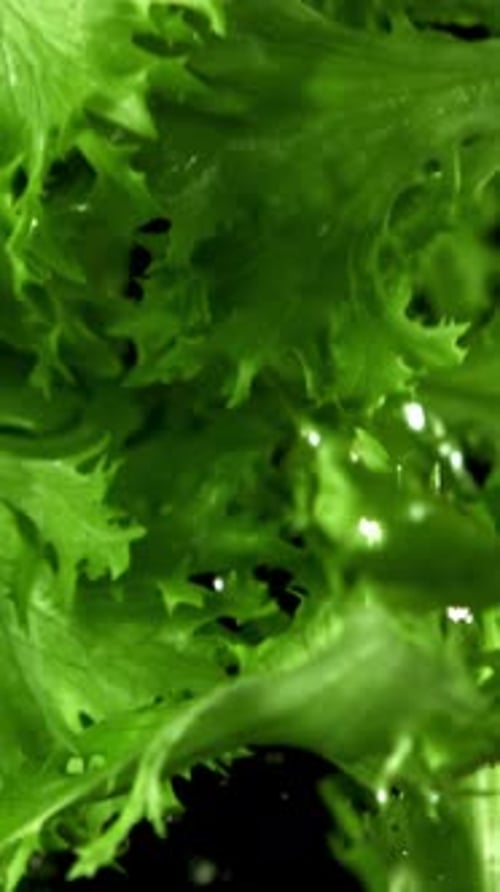 Lettuce Leaves Fly Up and Fall Down Filmed on a Highspeed Camera at 1000 Fps