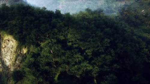 Aerial View of Lush Green Forest in the German Alps