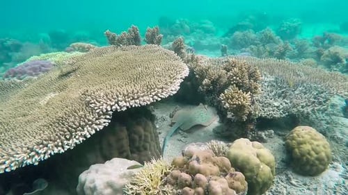 Dive into the Deep Blue: Closeup Views of Exotic Underwater Sea Fish 4K