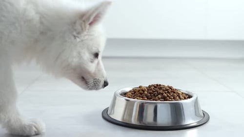 White Puppy Eating Food From Bowl Indoors
