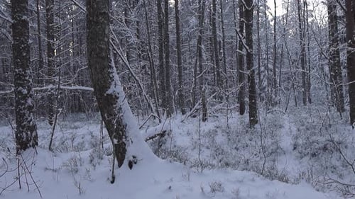 Panning footage of a winter cold forest covered in thick white fluffy snow during a cloudy day.