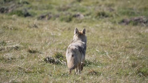Coyote Trotting Through Grassy Field During Daytime