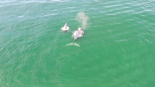 Scenic View Of Humpback Whales Swimming At The Pacific Ocean In Mexico - top drone shot.
