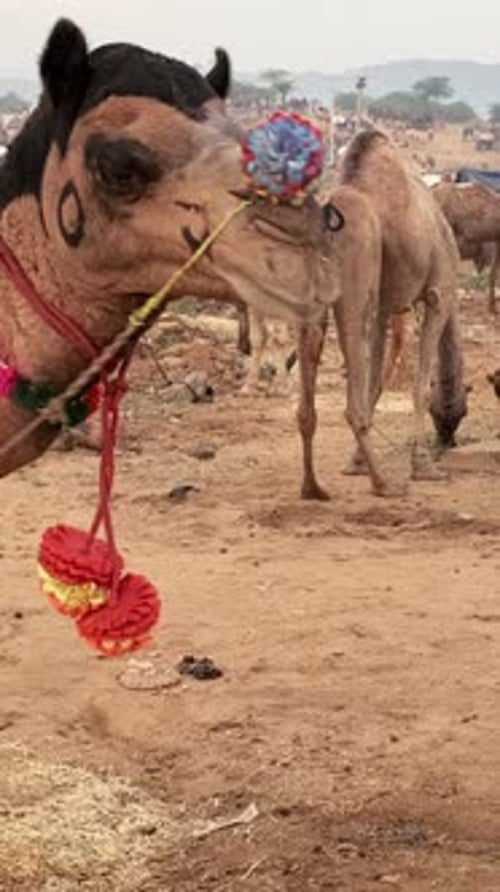 Des chameaux au festival de la foire aux chameaux de Pushkar Mela au lever du soleil Pushkar, Rajasthan, Inde
