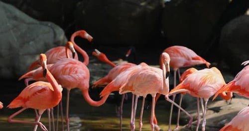 Troupeau de flamants roses se nourrissant dans l'eau, belles images d'oiseaux sauvages.