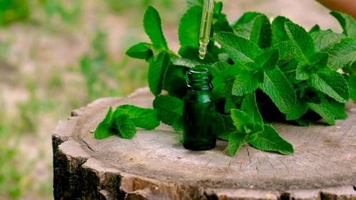 Mint Essential Oil on Tree Stump in Nature