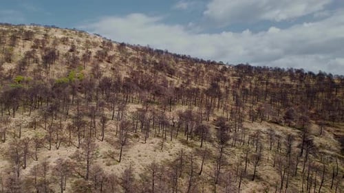 Burned forest after forest fire. Charred trees and ground. Aerial top view after fire. Ecological di