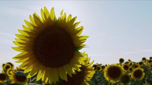Agriculture Yellow Sunflower Plant In Farm Field In Sunlight 49
