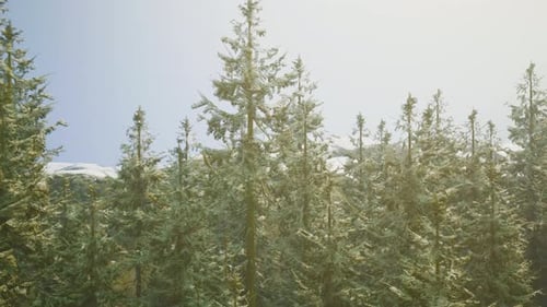 Group of Pine Trees in Forest
