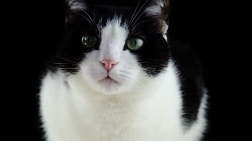 Chat noir et blanc aux yeux verts sur fond sombre