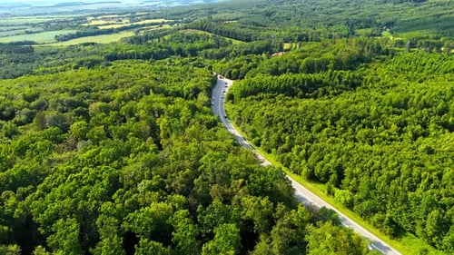 Winding road in lush forest. A winding road cuts through dense greenery