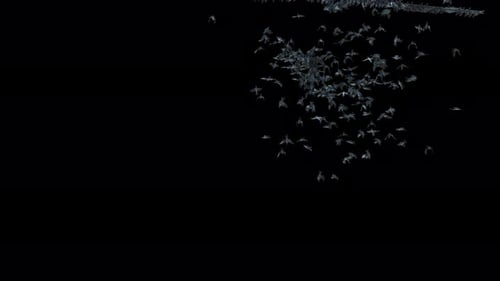 Spooky Animated Bat Swarm Loop for Halloween Content