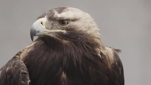 Nahaufnahmeporträt eines Steinadlers mit scharfen Augen und gebogenem Schnabel vor einem schlichten neutralen
