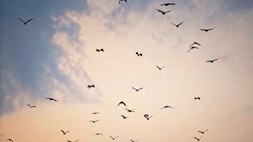 Ein Vogelschwarm fliegt vor dem Hintergrund der Wolken bei Sonnenuntergang