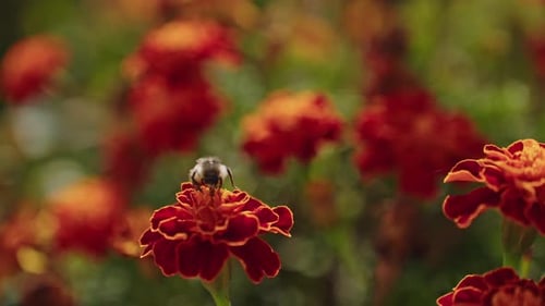 Closeup of a Honeybee Flying Around Orange Hybrid Marigolds Super Slow Motion