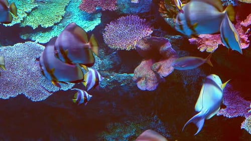 Tropical Fish Swimming on the Coral Reef Tropical Fishes