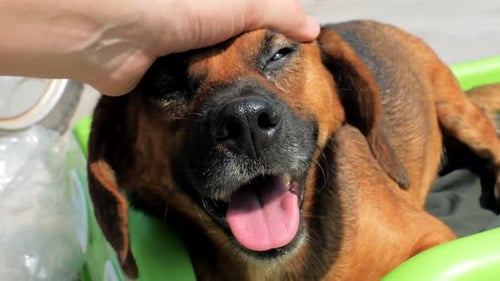 Closeup of Male Hand Petting Stray Dog in Pet Shelter People Animals Volunteering And Helping