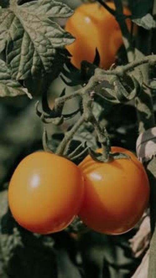 Yellow tomatoes grow on a branch. Slow motions Vertical video