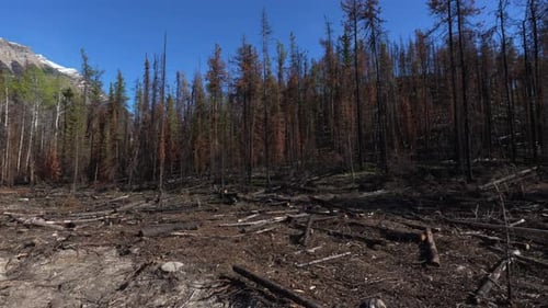Burnt forest landscape in Jasper National Park with snow capped mountains and clear sky