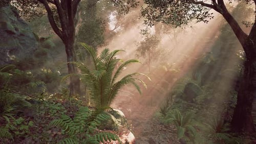 Sunlight Filters Through a Lush Forest Illuminating Ferns and Greenery at Dawn