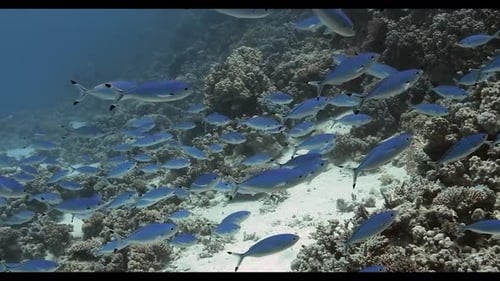 Fish Shoal 4K
