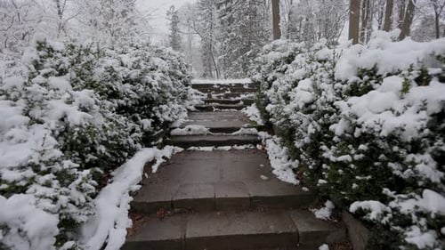 A beautiful walk through the winter forest. Trees, branches and bushes in the snow. Snow everywhere.