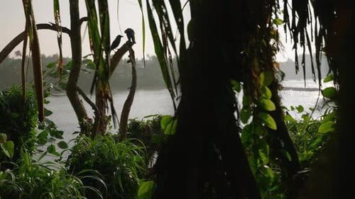 Corvids Perch Amid Tropical Flora Gazing Over Tranquil Indian Ocean Birds Flit Land on Branches