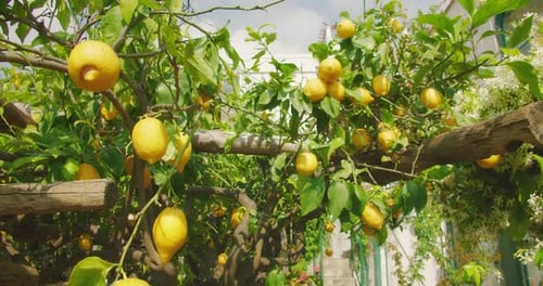 Bright yellow lemons thrive on branches among lush, fragrant blooms. Essence of a Mediterranean summ
