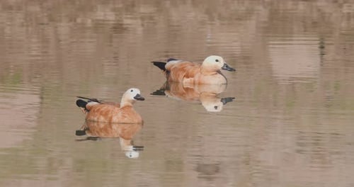 Ein Paar rötlicher Brandgänger gleitet im sanften Licht Indiens am frühen Morgen ruhig über das Wasser.