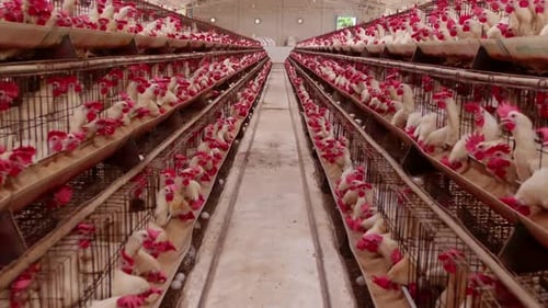 Egg factory plant agriculture poultry chicken farm