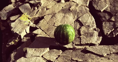 Watermelon Rolling on Natural Rocks in Sunlight