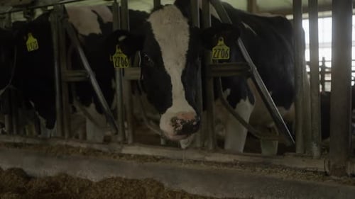 Cows Eating Hay and Standing in Farm Stable