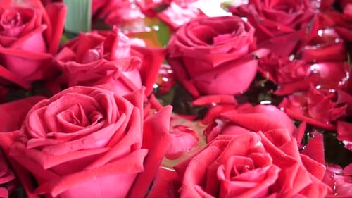 Bunch of Beautiful Fresh Blooming Red Roses, Close Up