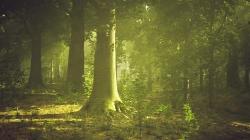 Cinematic Journey Through Misty Forest with Sunbeams
