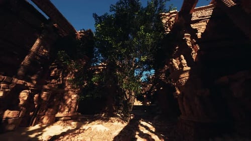 L'ombre d'un arbre sur le sol