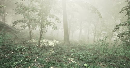 Enchanted Forest Bathed in Morning Mist with Lush Greenery and Serenity