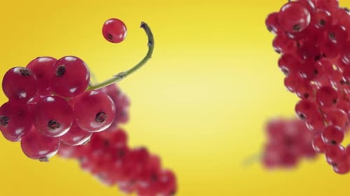 Red Currants Slowly Falling on Yellow Background