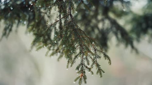 A close-up of the pine tree branches. Raindrops cling to the branches. Slow-motion, orbit.