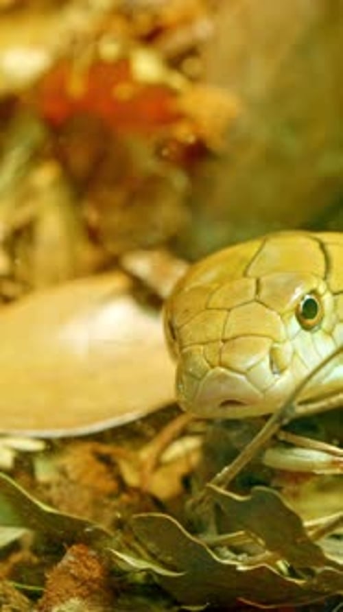 Golden King Cobra agite sa langue fourchue