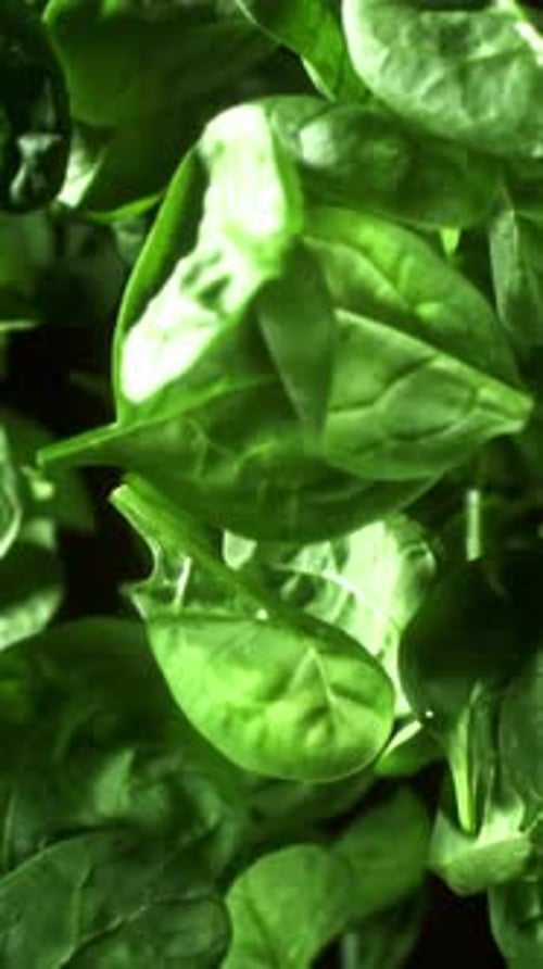 Spinach Leaves Fly Up and Fall Down Filmed on a Highspeed Camera at 1000 Fps