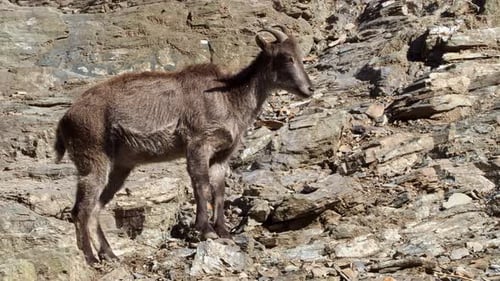 The Himalayan tahr on a rock